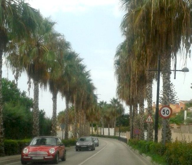 Avenida de la Candelaria - Palmeras