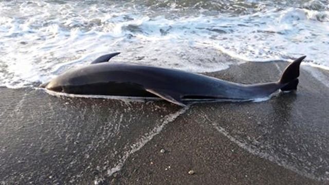 Hallado Delfin en la Playa de La Cala