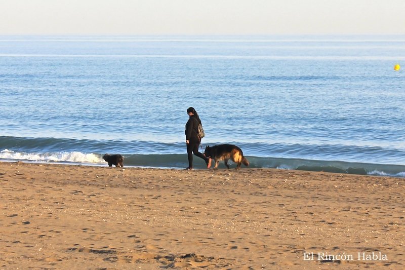 Paseo perros playa