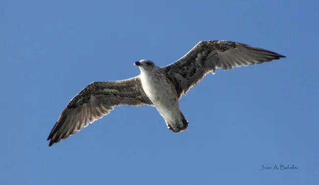 gaviota moteada