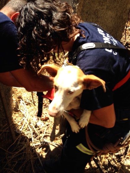 Rescate perro por bomberos - Don Animal 1