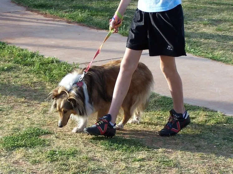 paseando al perro 800x600