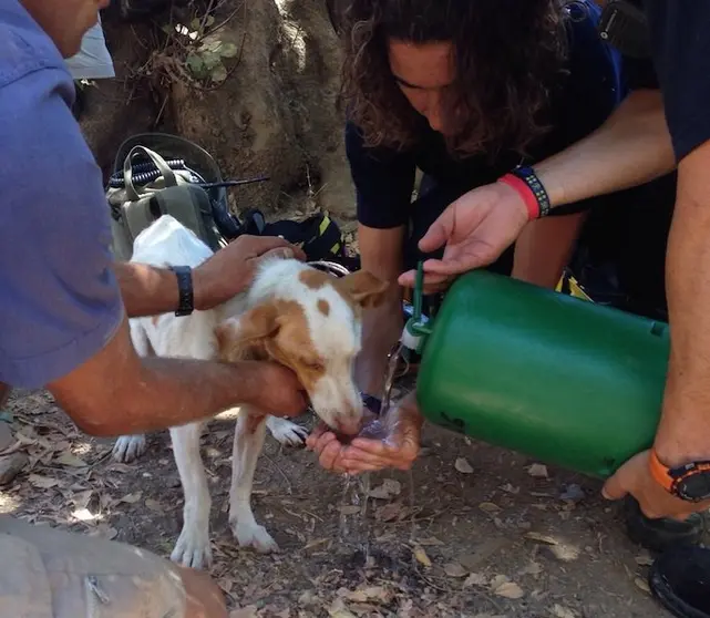 Rescate de un perro