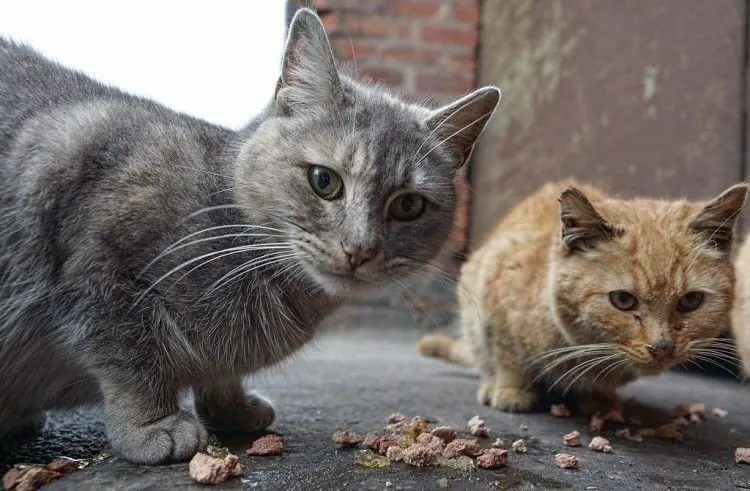 Gatos ferales