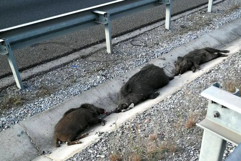 Jabalíes atropellados en la A7