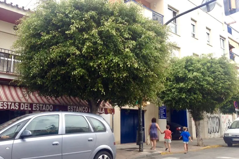 Árboles en La Cala del Moral