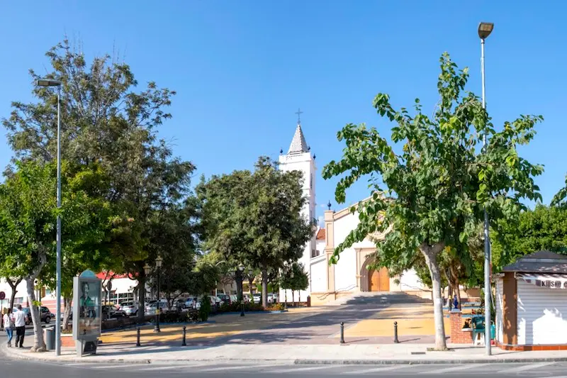 Moreras de la plaza de la iglesia de La Cala del Moral