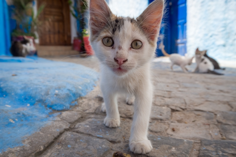 Gato callejero