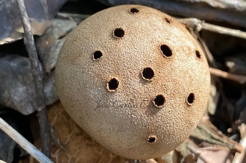 Myriostoma coliforme