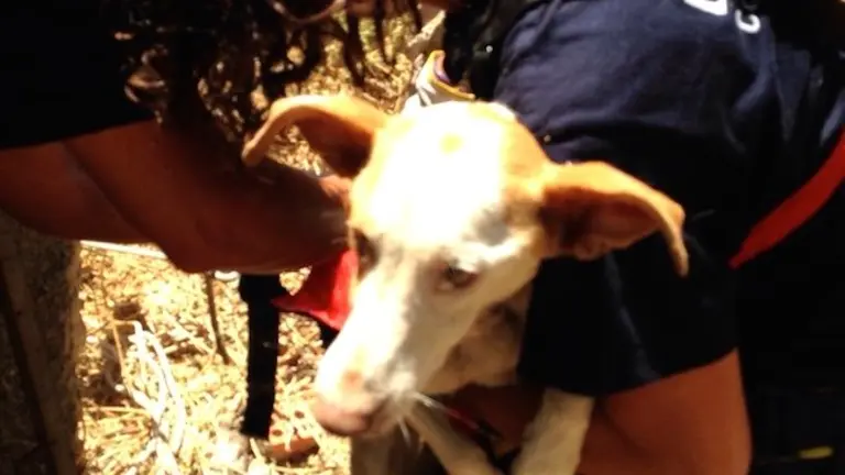 Rescate perro por bomberos - Don Animal 1
