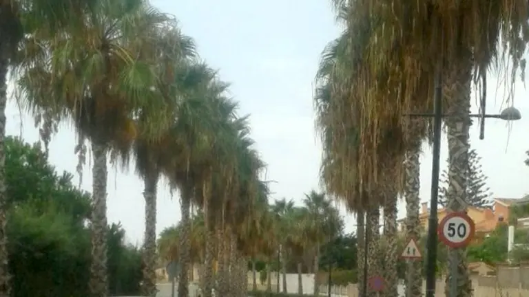 Avenida de la Candelaria - Palmeras