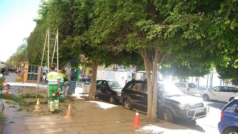 Trabajo de poda