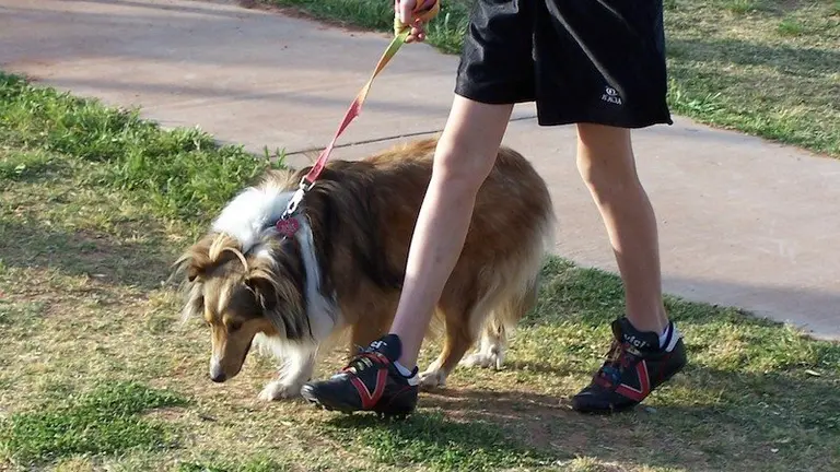 paseando al perro 800x600