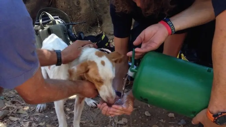 Rescate de un perro