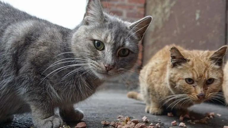 Gatos ferales