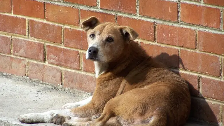 Perro