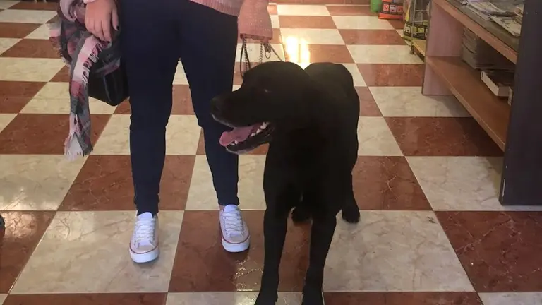 Tayson - perro encontrado