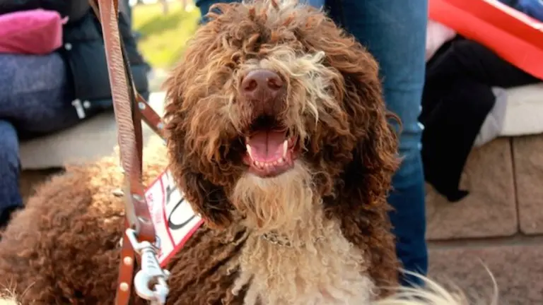 Mascota