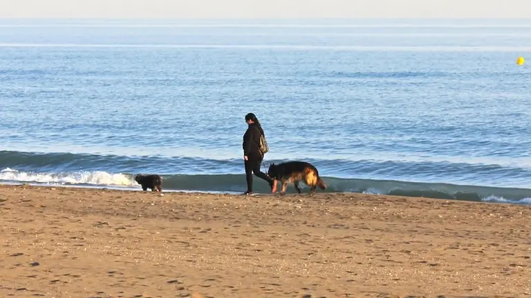 Paseo perros playa