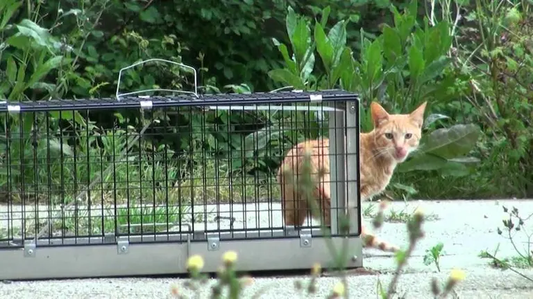 Captura, esterilizacion y suelta de gatos