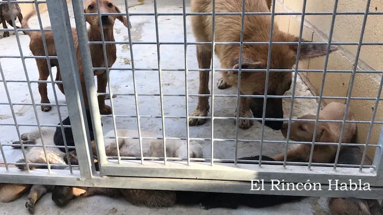 Perros incautados por el Seprona