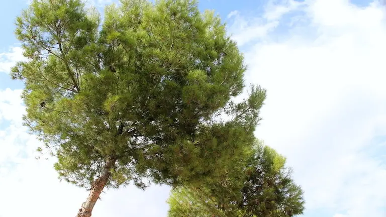 Pinos