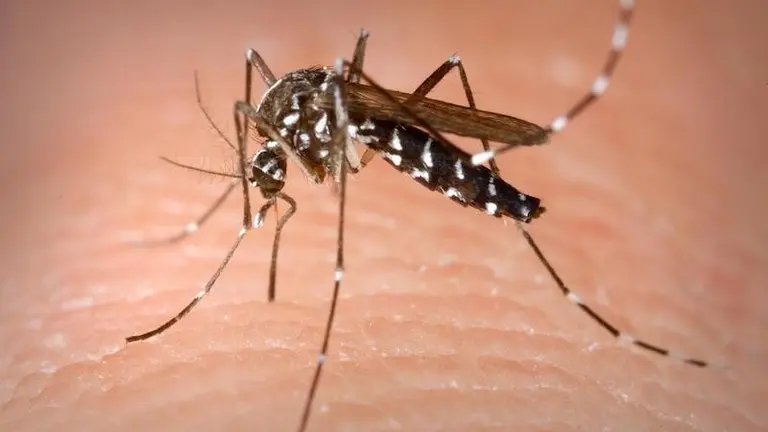 Mosquito tigre