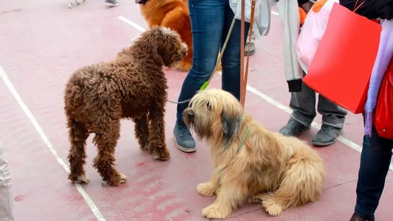 perros_1154 copia