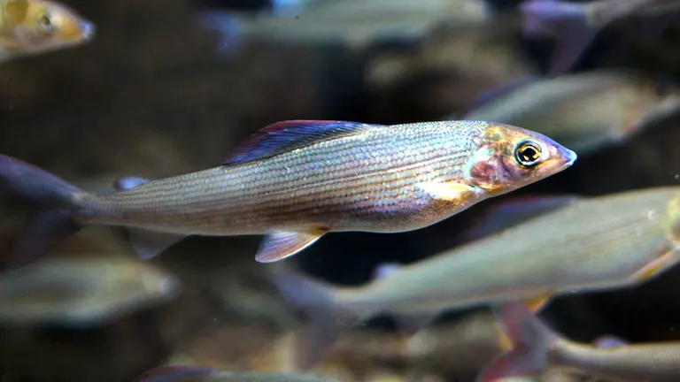 peces nadando