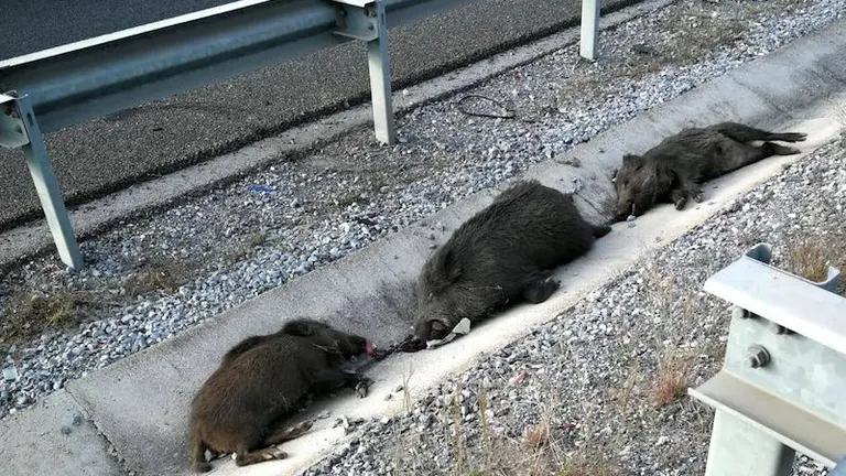Jabalíes atropellados en la A7