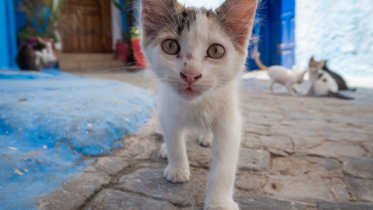 Gato callejero