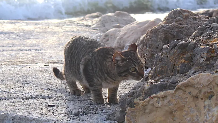 Gato feral