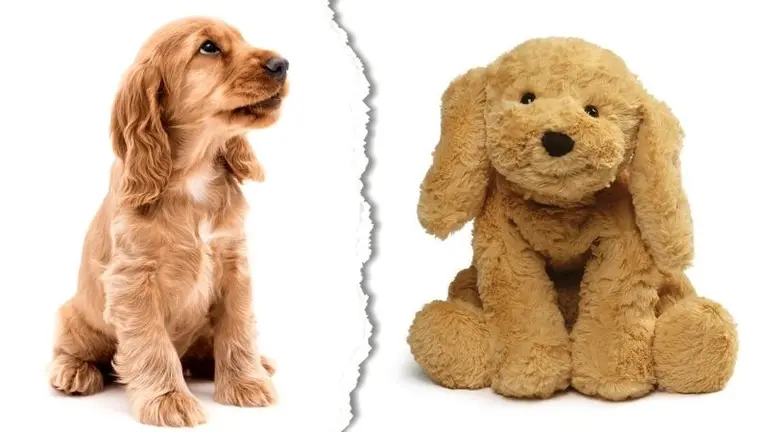 Real vs peluche