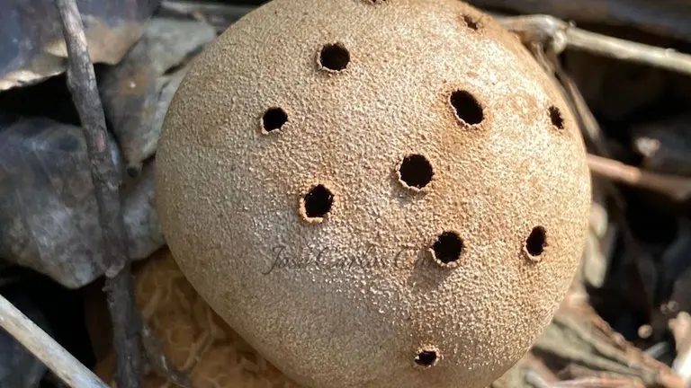 Myriostoma coliforme