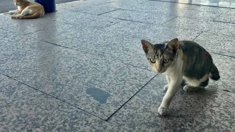 Gatos