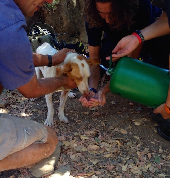 Rescate perro por bomberos - Don Animal 3