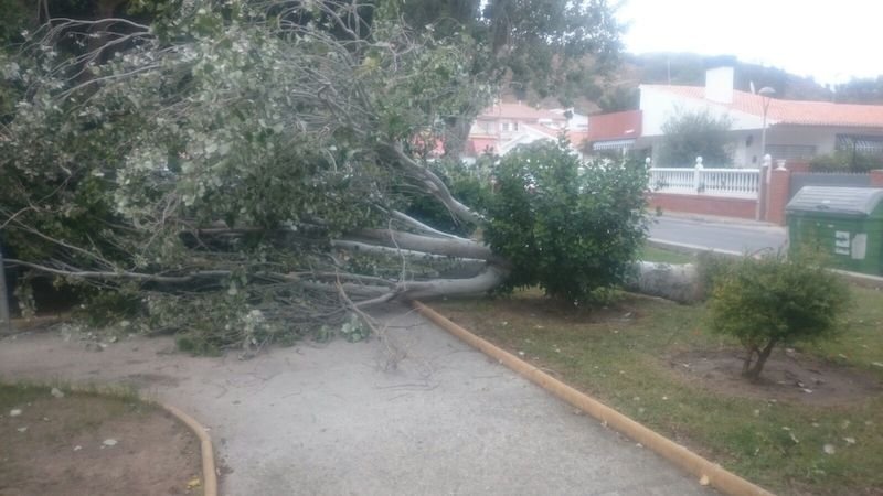 EMVIRIA urgencia por caída de chopo