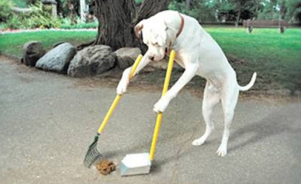 perro recogiendo excrementos
