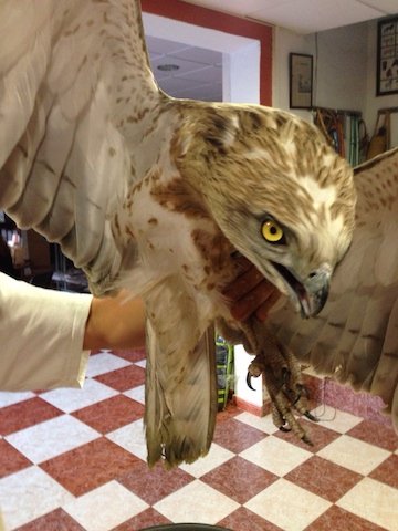 Aguila