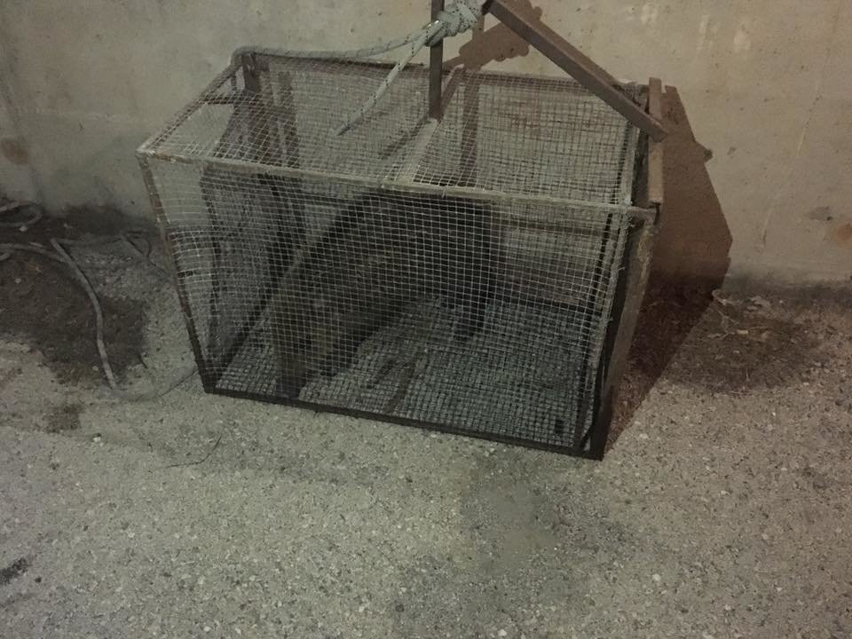 13260037_1105195532879216_7480342698484202559_n