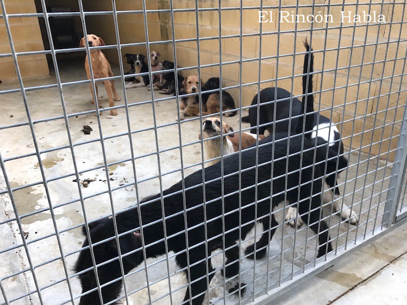 Perros incautados por el Seprona