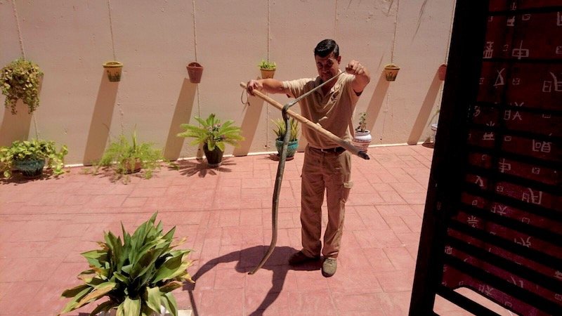 Serpiente capturada