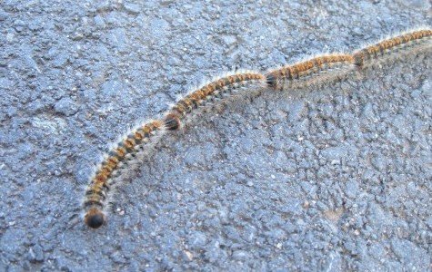 procesionaria