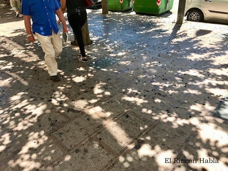 Moras en el suelo copia