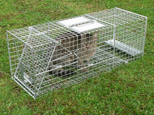 jaulas-trampas-para-gatos