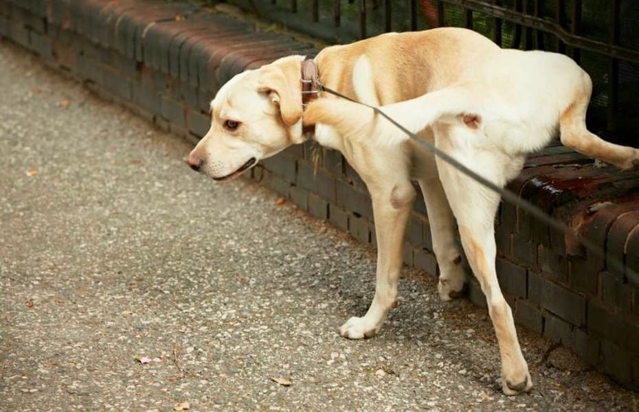 pipis-perros